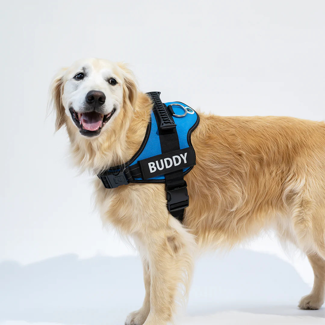 Personalisiertes Anti-Zug Hundegeschirr