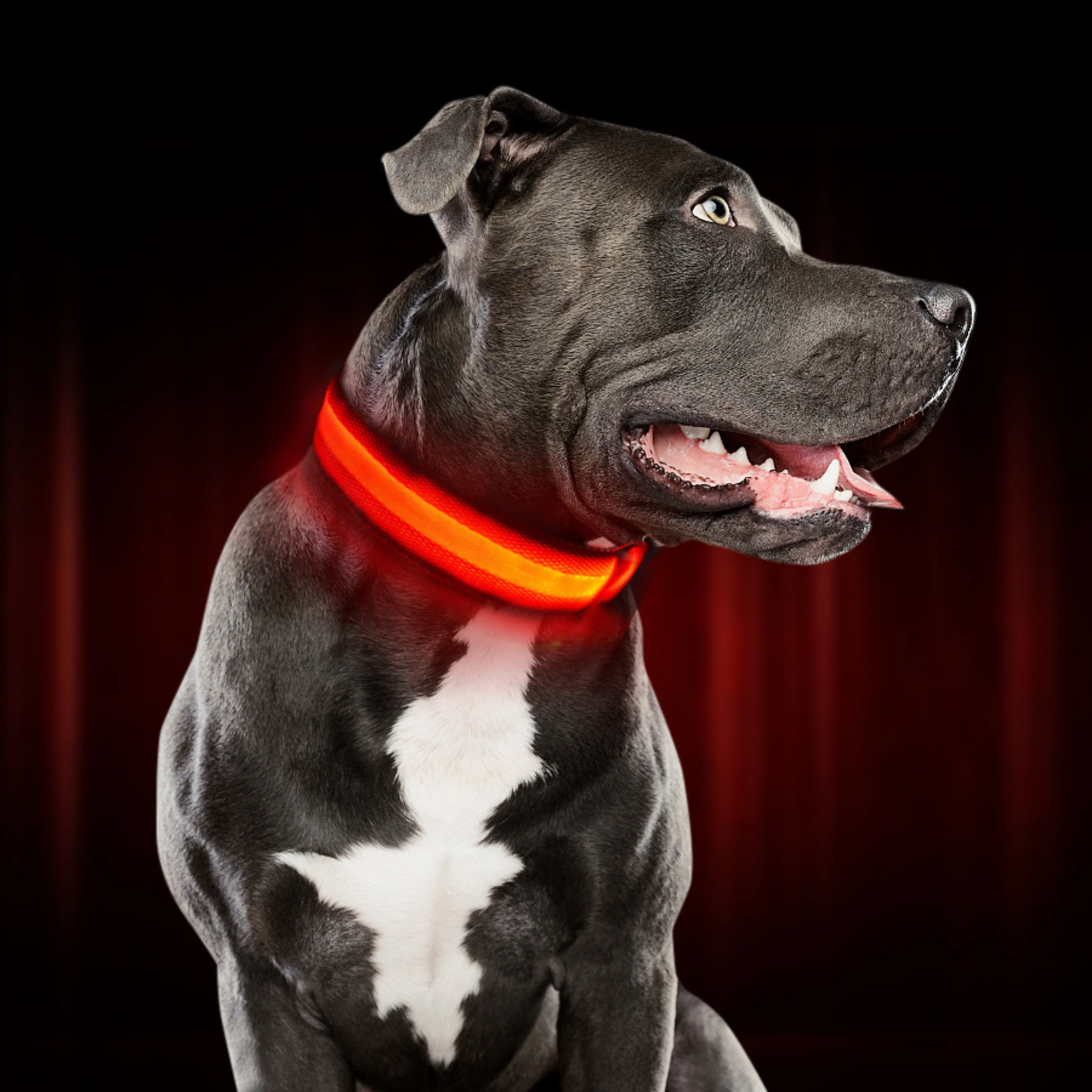 Fellnasenstube™ LED Leuchthalsband