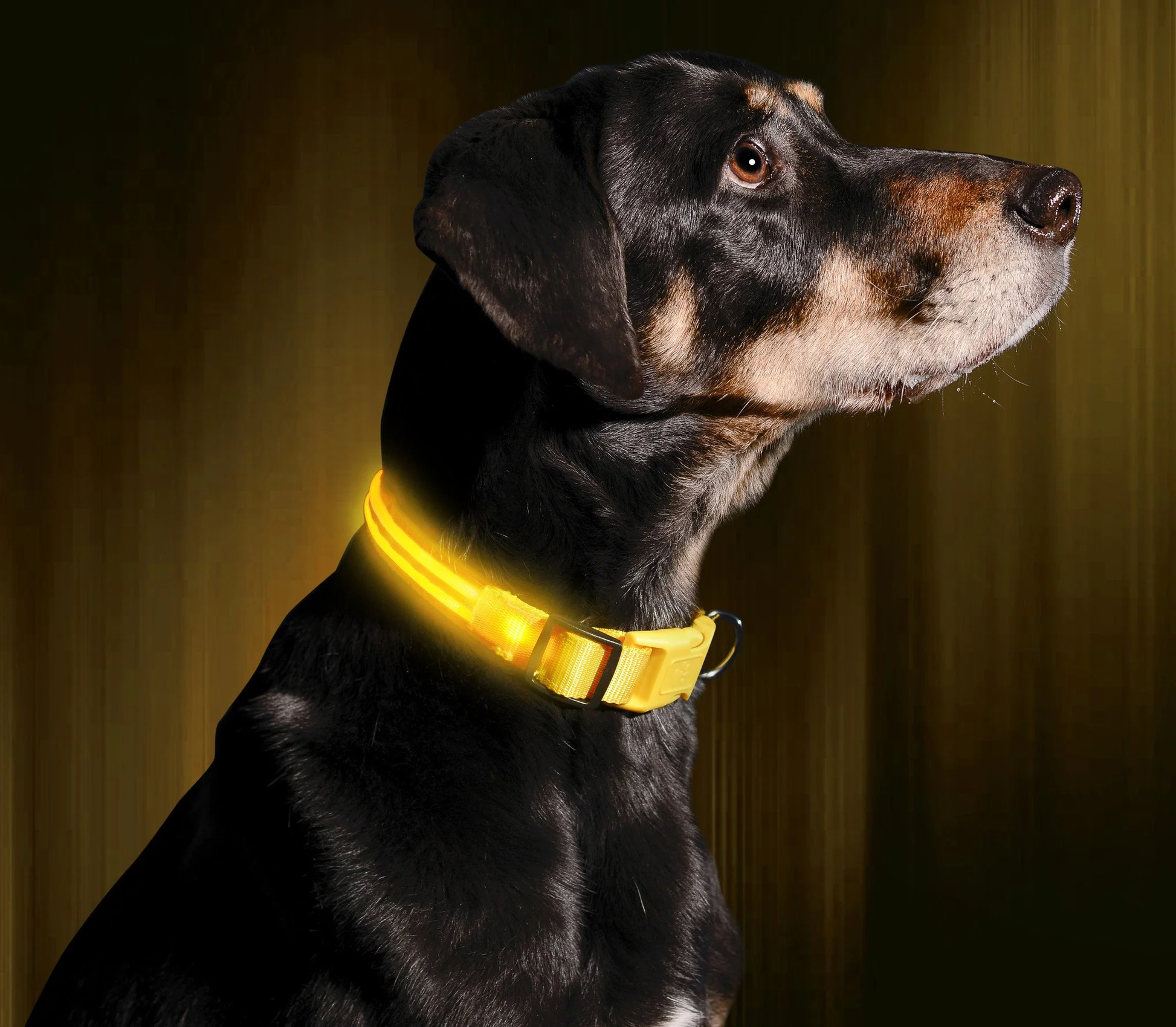 LED Hundehalsband leuchtendes Halsband aufladbar akku Fellnasenstube